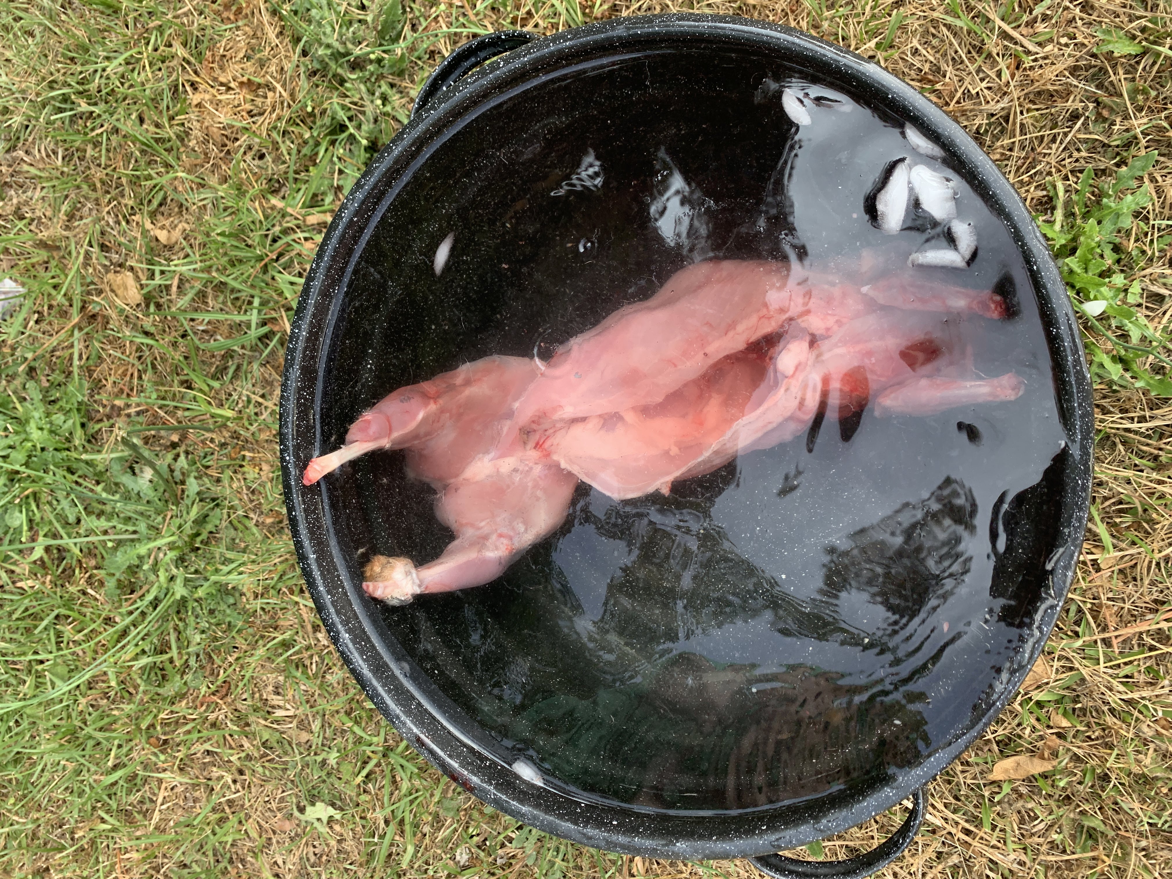 rabbit processing